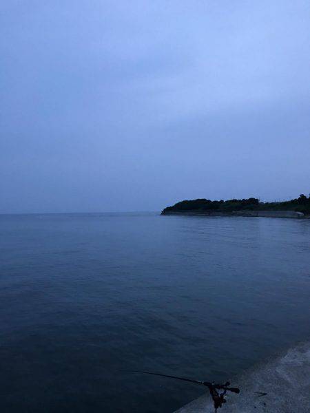 春イカらしいサイズ