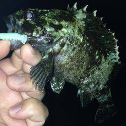 大潮後半！！メバルとガシラ