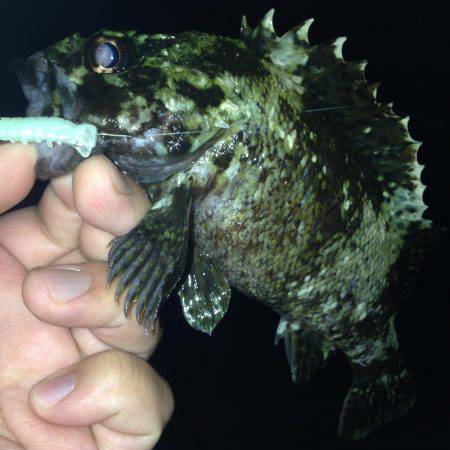 大潮後半！！メバルとガシラ