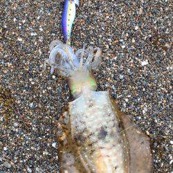 小さいけど釣れました。