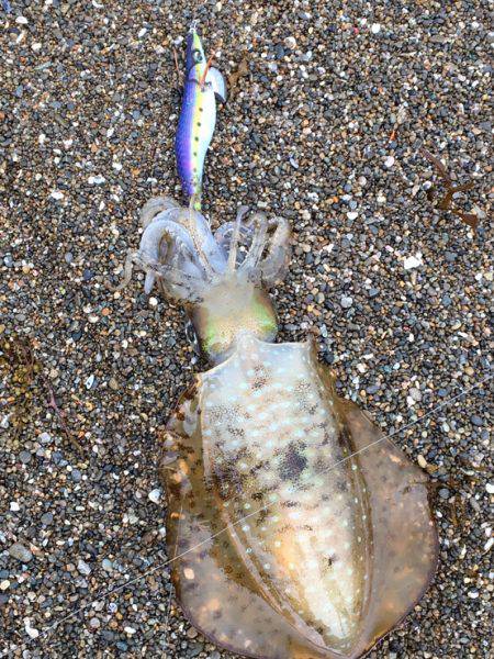 小さいけど釣れました。