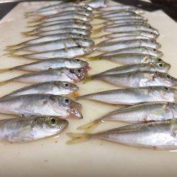 ショアジギングと泳がせ釣り