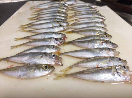 ショアジギングと泳がせ釣り