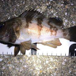 満月の強風の夜にメバリング