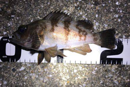 満月の強風の夜にメバリング