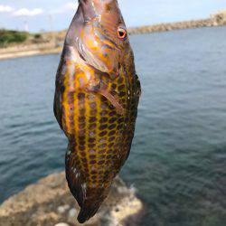 五目釣りになってしまった