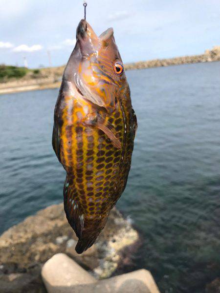 五目釣りになってしまった