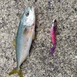 ツバス爆釣と言っても良いですか