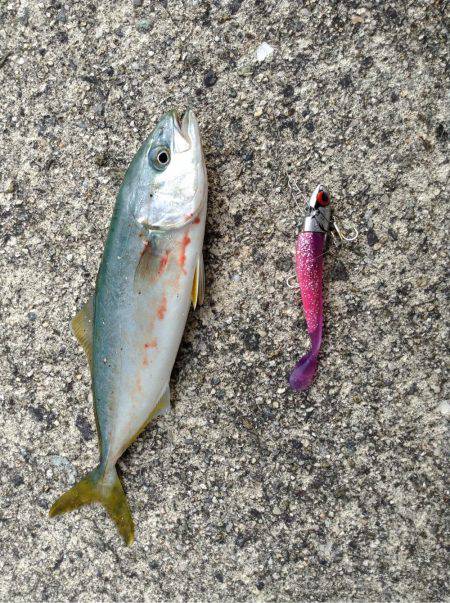 ツバス爆釣と言っても良いですか