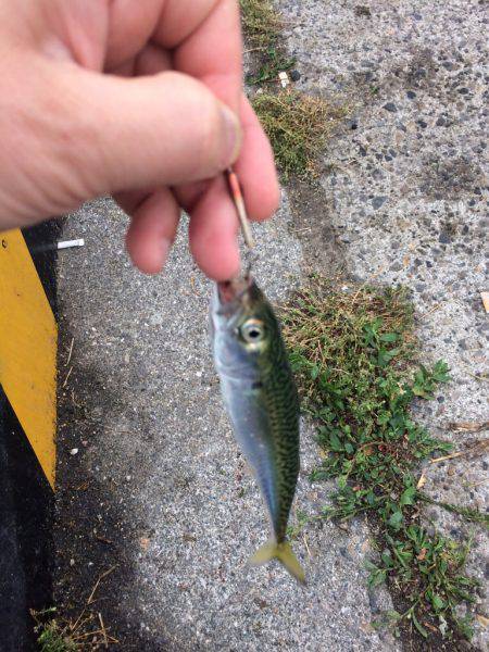 ファミリーフィッシング