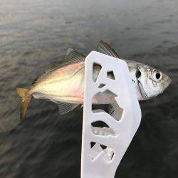 アジ、爆釣しました！