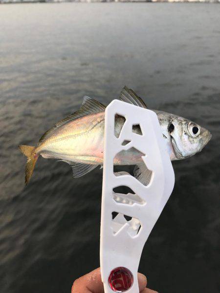 アジ、爆釣しました！