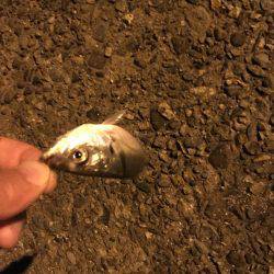 香住でメバリング