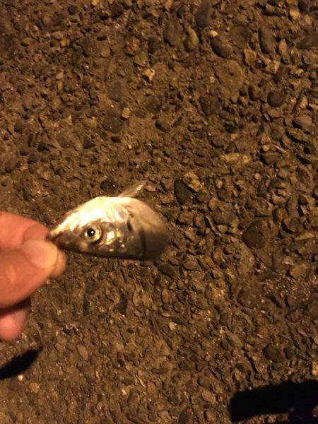 香住でメバリング