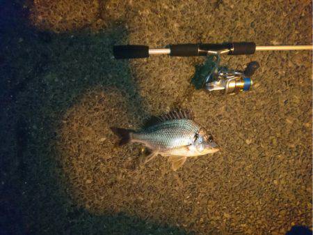 近所の川でお遊び