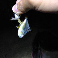 ロックフィッシュ!アコウ!!ガシラ!!!