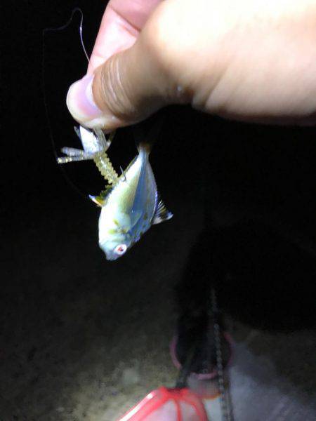 ロックフィッシュ!アコウ!!ガシラ!!!