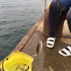 楽しい和歌山釣行