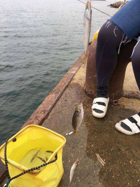 楽しい和歌山釣行