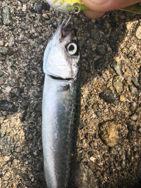 ツバスからの子サバ