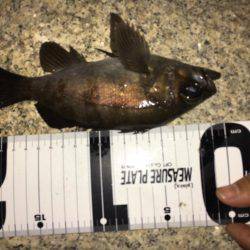 月曜からメバリング