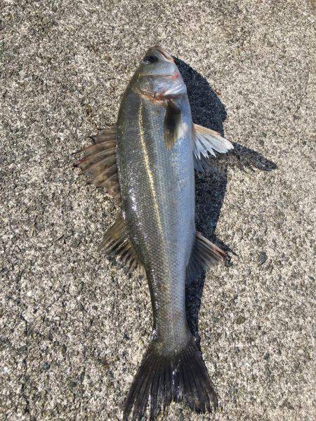 ツバス&シーバス