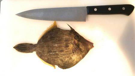 ちょい投げ釣行