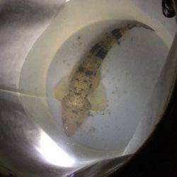 デカマゴチは不発