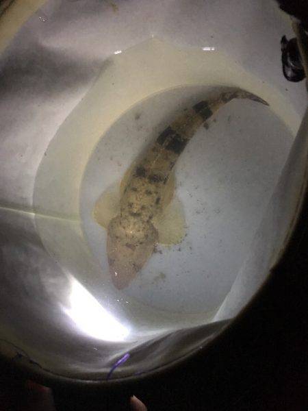 デカマゴチは不発