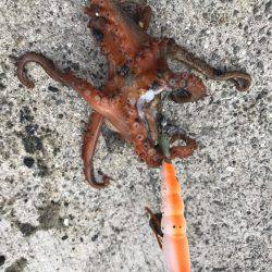 今シーズン初オクトパッシング！