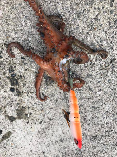 今シーズン初オクトパッシング！