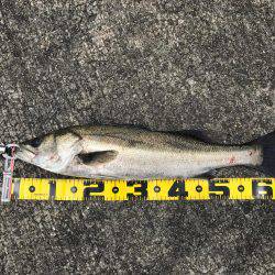 エビ撒きでスズキ!