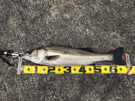 エビ撒きでスズキ！