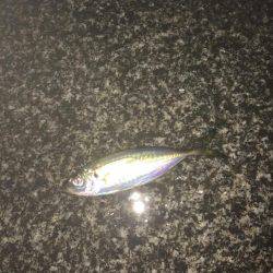 短時間アジング！