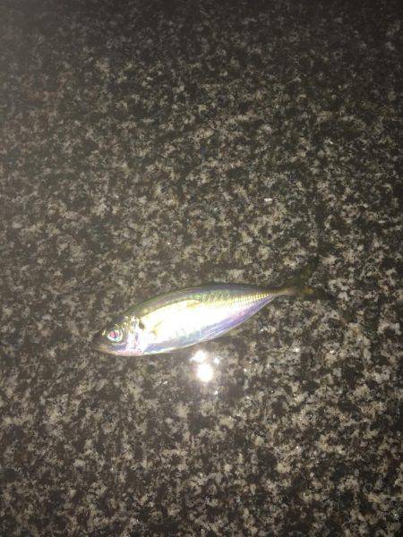 短時間アジング！