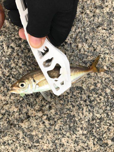 アジングしました！