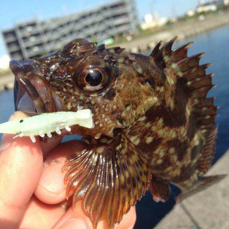 デイゲーム！！