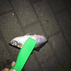 初めてのアジング