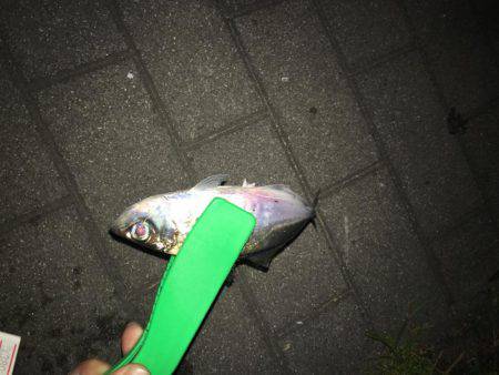 初めてのアジング