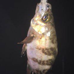 まだまだメバリング