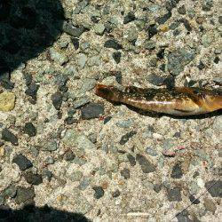 五目釣り！投げ釣り＆穴釣り(๑•̀ㅂ•́)و✧