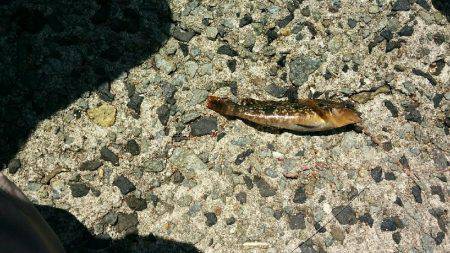 五目釣り！投げ釣り＆穴釣り(๑•̀ㅂ•́)و✧