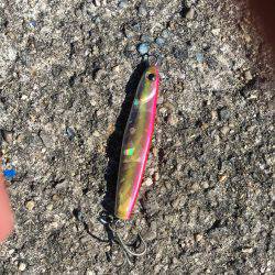 ブリどこ？サゴシパラパラ