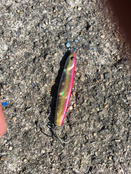 ブリどこ？サゴシパラパラ