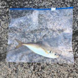 アジング！横浜！