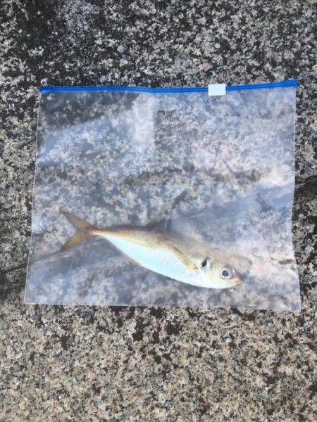 アジング！横浜！