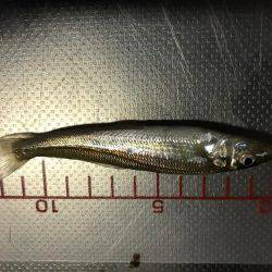 エギング前のチョイ投げ