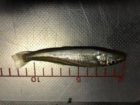 エギング前のチョイ投げ