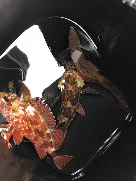 子供と穴釣り♪