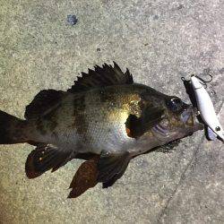 でた！デカガシラ！30cm